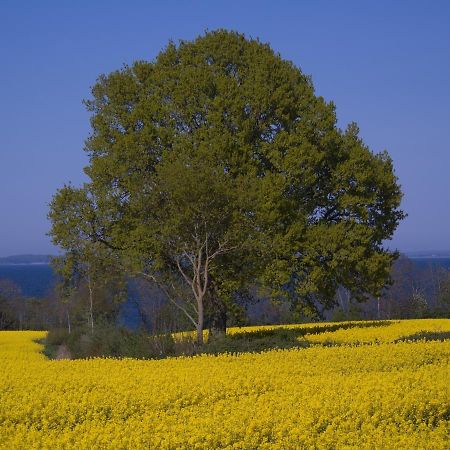 Fewo Muschel Glücksburg Exteriér fotografie