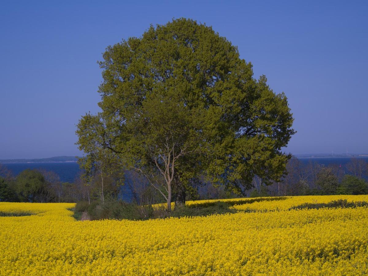 Fewo Muschel Glücksburg Exteriér fotografie